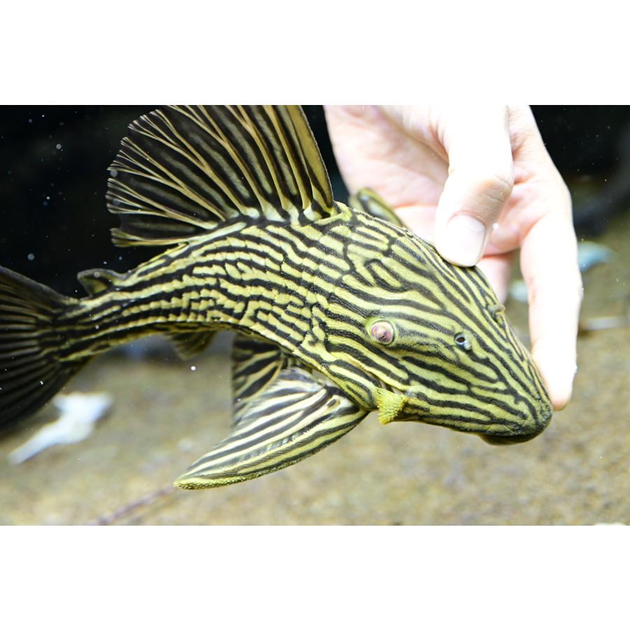 オレンジロイヤルプレコ？ ”ブラジル/アラグアイア川” 27cmの画像