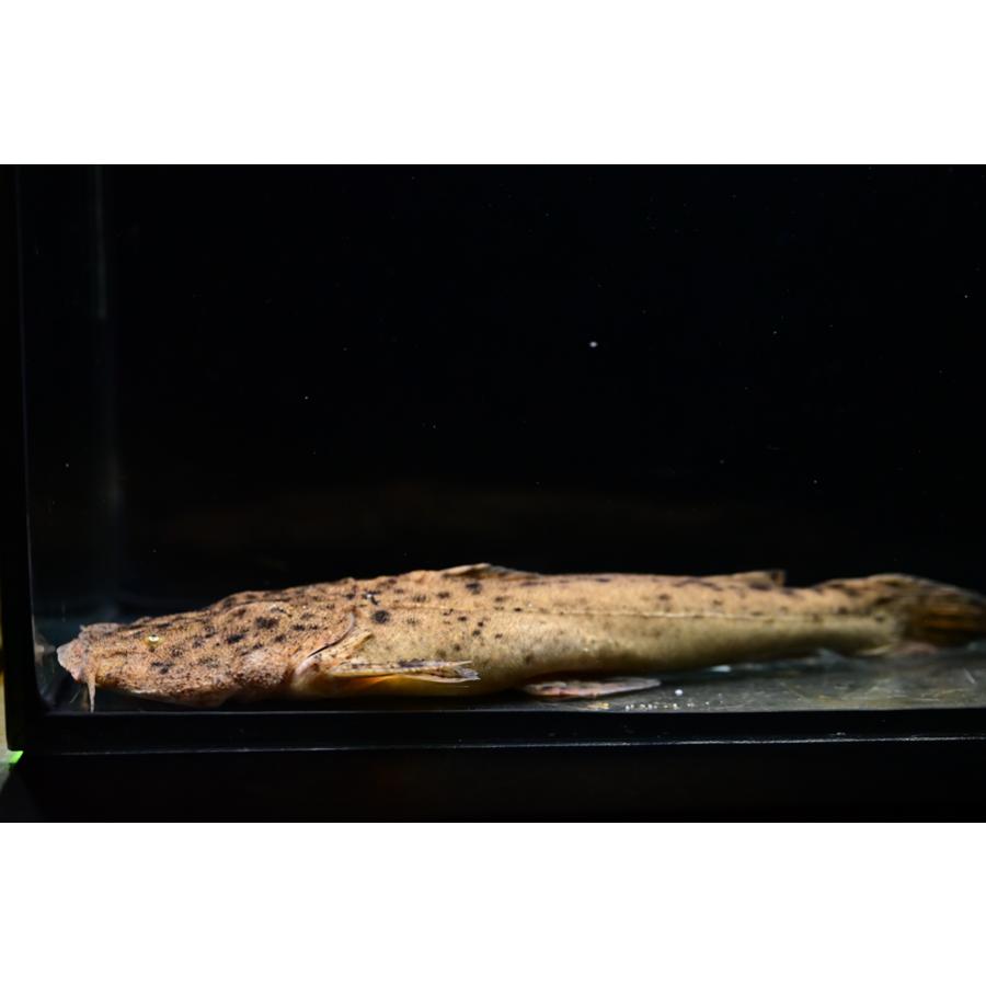 パカモンキャット No.2 24-25cmの画像