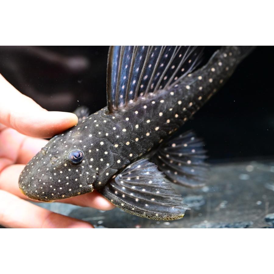 ゴールデンアンジェリカス20㎝