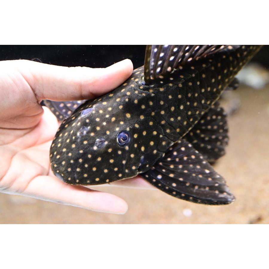 ローズスポットアンジェリカス　水槽　アクアリウム　プレコ　熱帯魚 ローズスポットアンジェリカスプレコ 27cm程 : WORLD RIVERS net