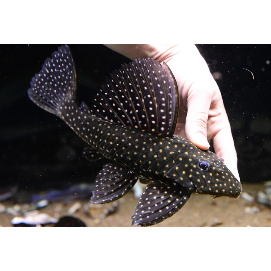 ローズスポットアンジェリカス　水槽　アクアリウム　プレコ　熱帯魚 ローズスポットアンジェリカスプレコ 27cm程 : WORLD RIVERS net