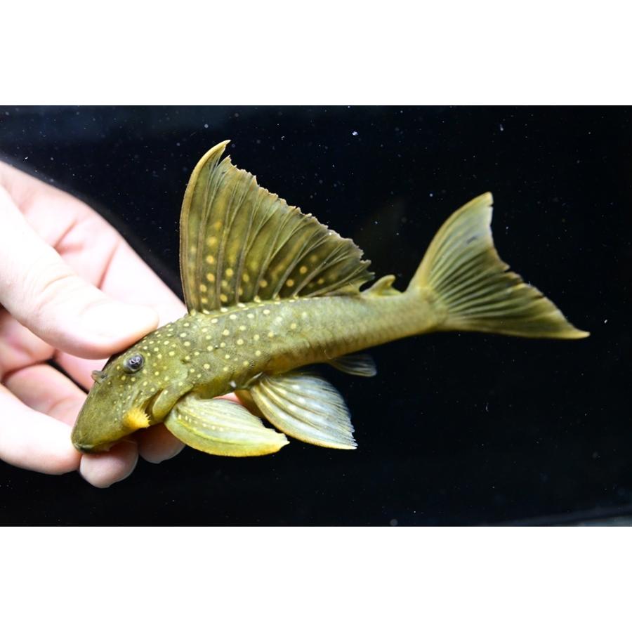 レモンフィンプレコ　”コロンビア”　15-16cm の商品画像