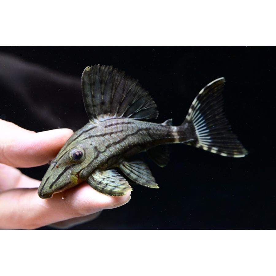グリーンロイヤルプレコ　”コロンビア/カクエタ川”　9-12cm の商品画像