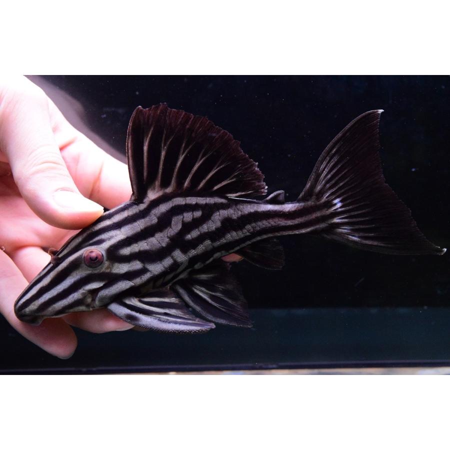 春夏新作 プレコ 16cm プラチナロイヤルプレコ 観賞魚生体 Oyostate Gov Ng