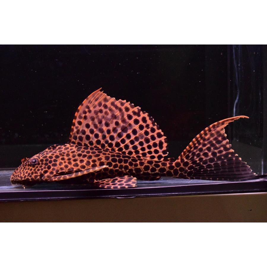 フォーエバー ±35 熱帯魚