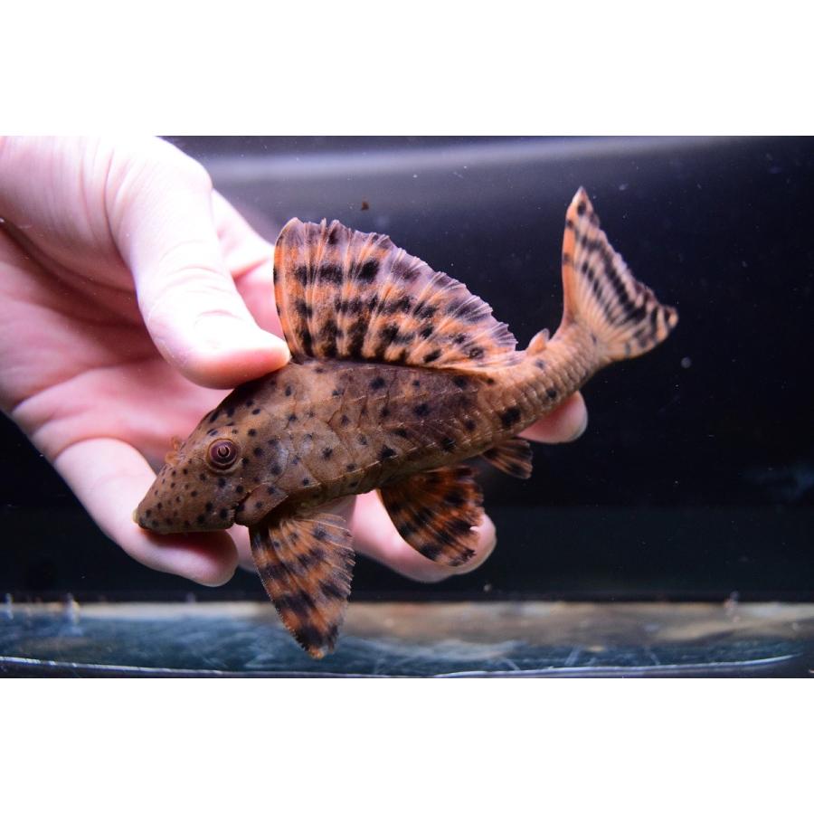 ファイヤーコクリオドン　”ニッケリーリバー”　14cm