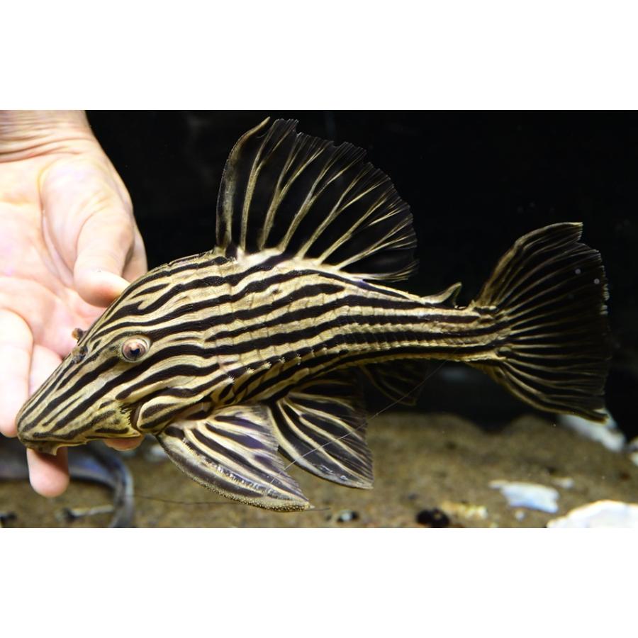 プラチナロイヤルプレコ ”ブラジル/シングー川” 28-29cm : WORLD