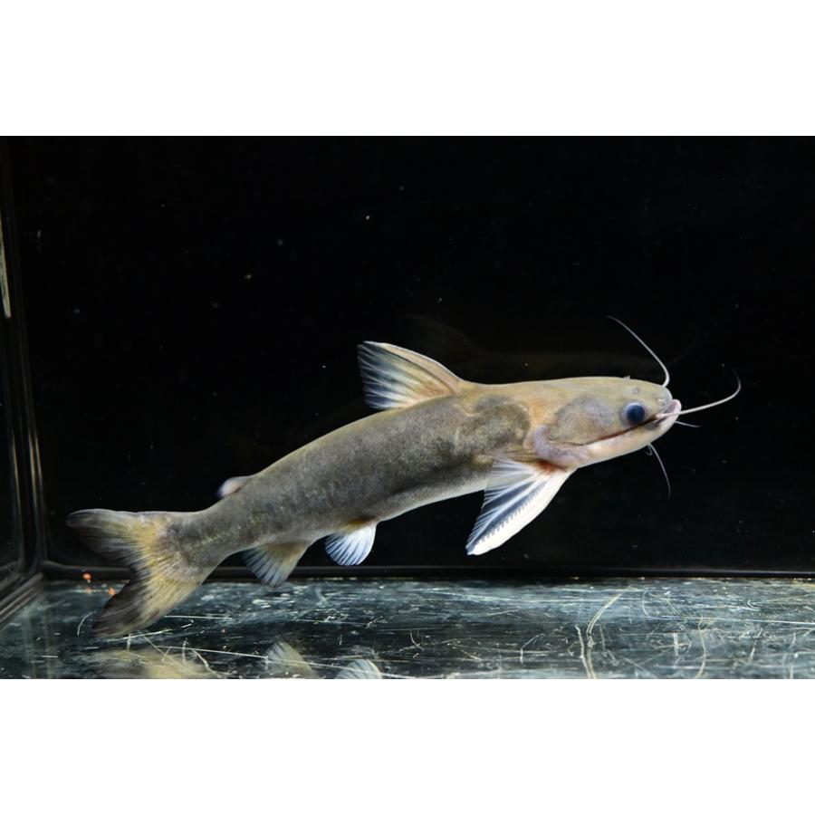 メガマウスキャット ”ブラジル/シングー川” 18cm : WORLD RIVERS net