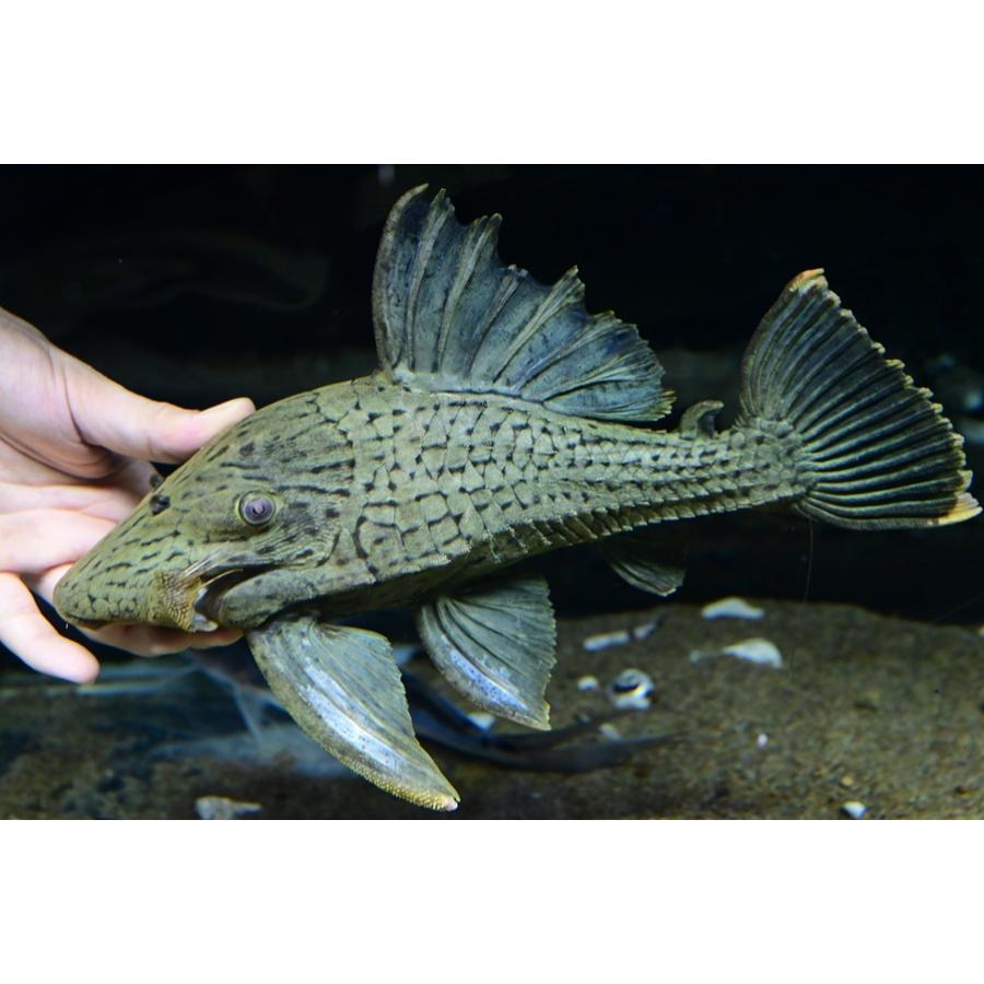 グリーンロイヤルプレコ ”コロンビア” 30-31cm : WORLD RIVERS net