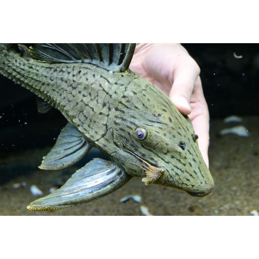 グリーンロイヤルプレコ ”コロンビア” 30-31cm : WORLD RIVERS net
