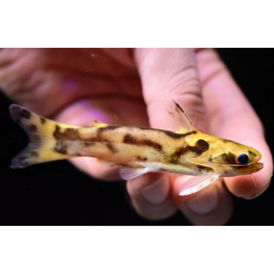 ハーレクイーンタティア ”スリナム” 8cm No.2の画像