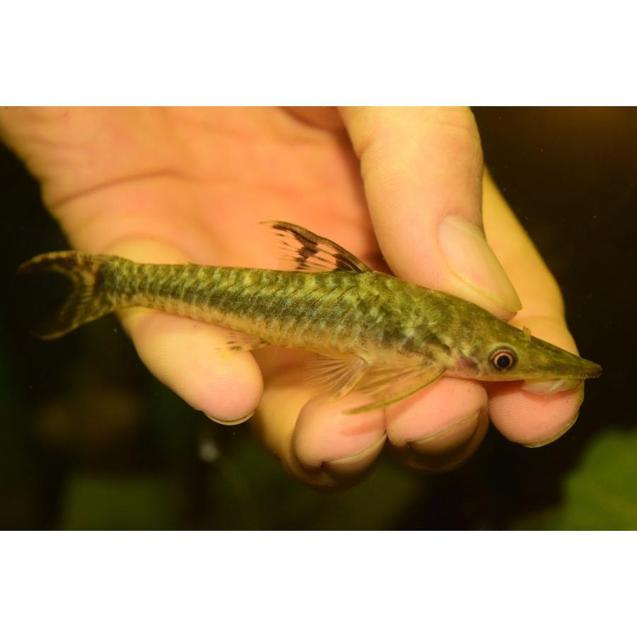 ニュージャイアントオトシン ペルー B 10cm Sacat40 World Rivers Net 通販 Yahoo ショッピング