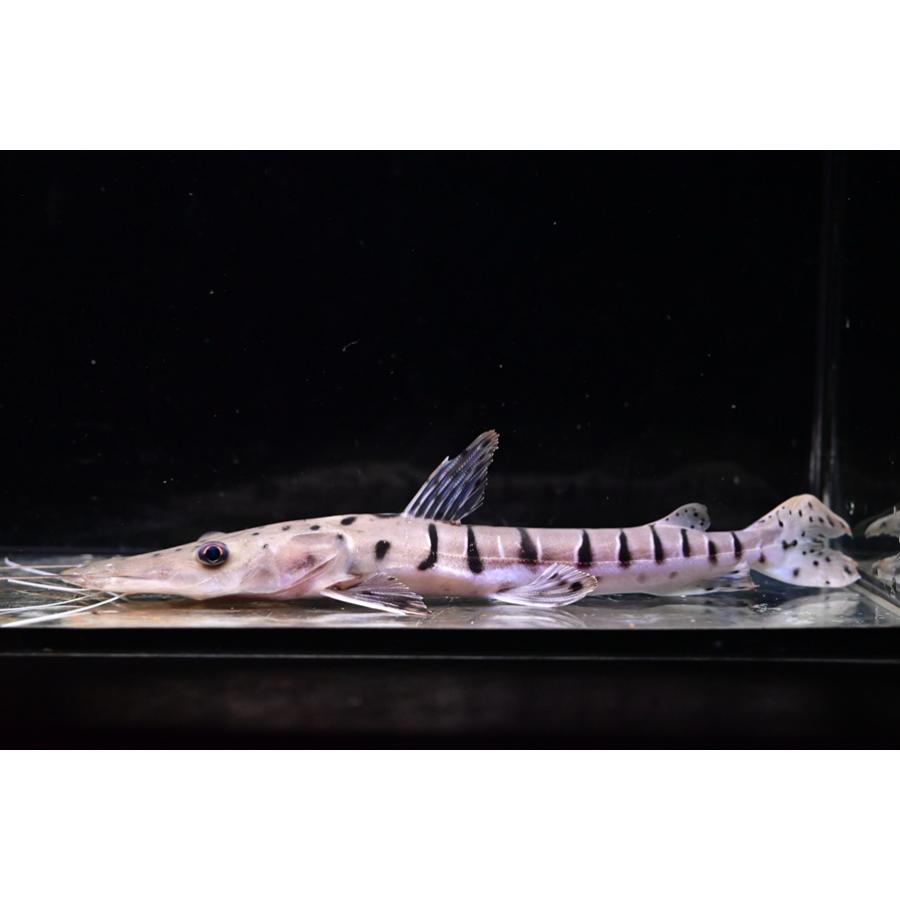 タイガーシャベルノーズキャット ”ブラジル/ブランコ川” 23cm程の画像