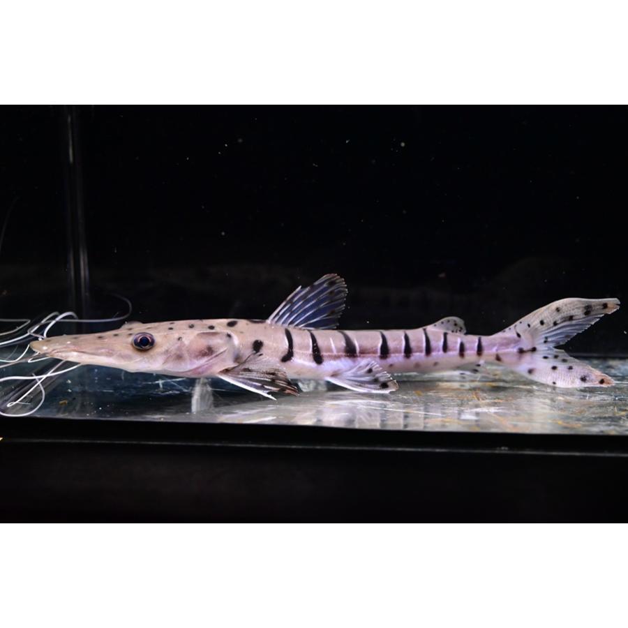 タイガーシャベルノーズキャット ”ブラジル/ブランコ川” 23cm程の画像