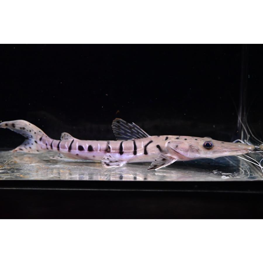 タイガーシャベルノーズキャット ”ブラジル/ブランコ川” 23cm程の画像
