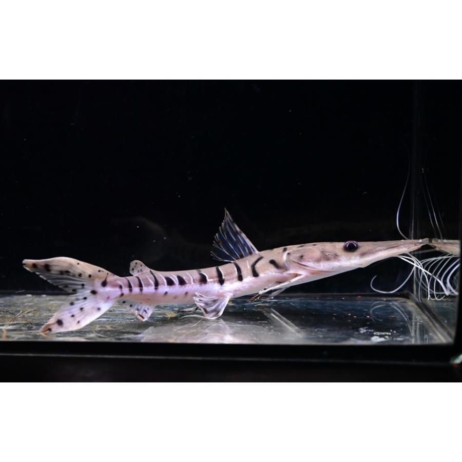 タイガーシャベルノーズキャット ”ブラジル/ブランコ川” 23cm程の画像