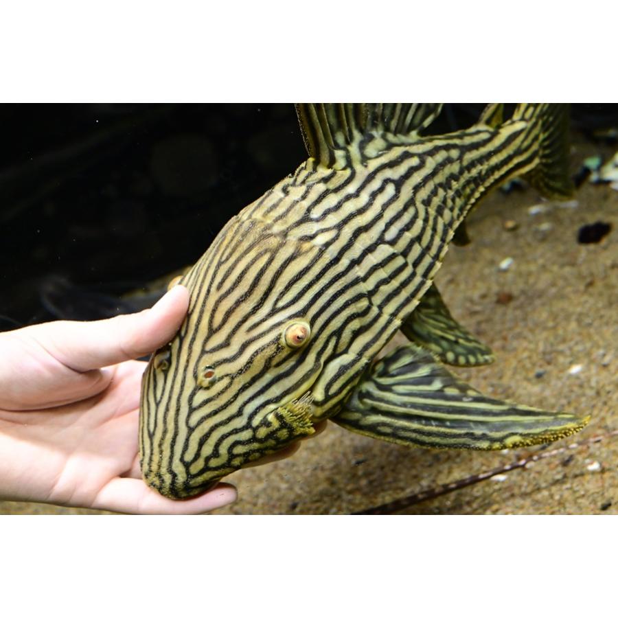ロイヤルプレコ ”コロンビア” 38cmの画像
