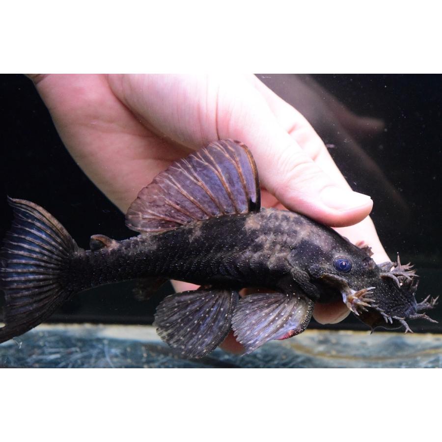 ペルースポットブッシープレコ ウカヤリ河 16 17cm Sacat408 World Rivers Net 通販 Yahoo ショッピング