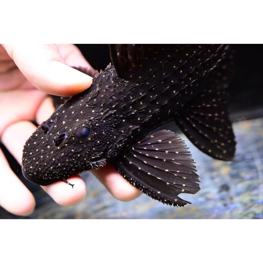 ミッドナイトドラゴントリム ”スリナム/シパリウィニー川” 19cmの画像