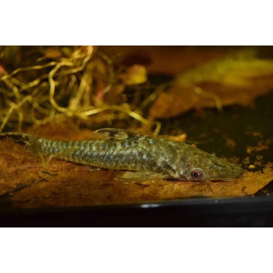 ニュージャイアントオトシン ペルー B 10cm Sacat40 World Rivers Net 通販 Yahoo ショッピング