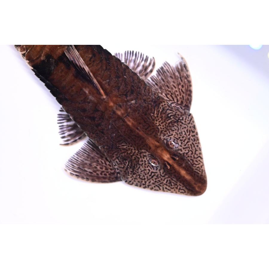 カメレオンロリカリア【レッド】 ”コロンビア” 17-18cm程の画像