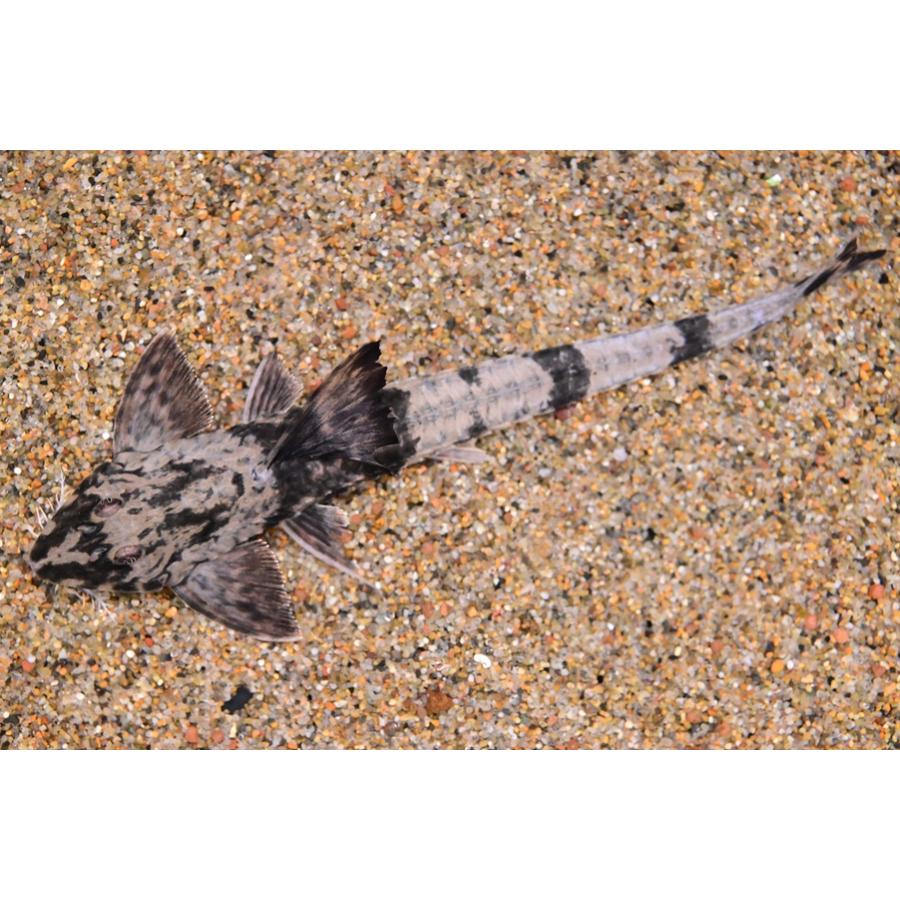 トライアングルロリカリアsp.  ”ブラジル/カショーロ川” 15-18cmの画像