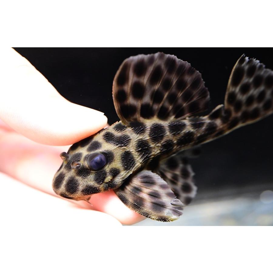 ヘミアンキストルス・メディアヌス ”スリナム” 8.5cmの画像