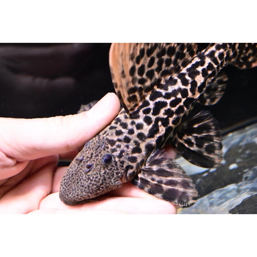 タイタニックトリム ”ブラジル/タパジョス川” 17cmの画像