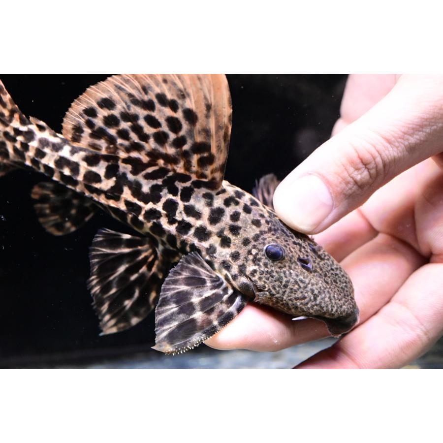 タイタニックトリム ”ブラジル/タパジョス川” 17cmの画像