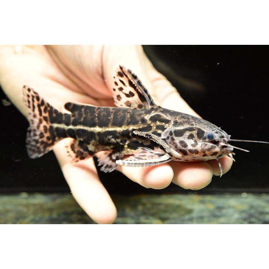 ジャガーキャット ”コロンビア” 10-11cm : WORLD RIVERS net - 通販 