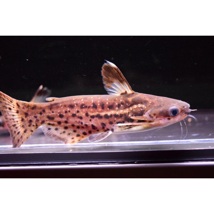 スポッテッドレモラキャット 11cm前後 Sacat44 World Rivers Net 通販 Yahoo ショッピング