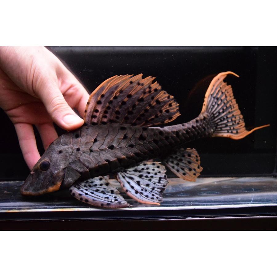 オレンジフィンアーマードプレコ　”リオ・ブランコ”　27cm