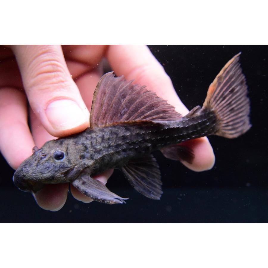 代引不可 オレンジトリム 12cm 公式の Kwsrbd Com