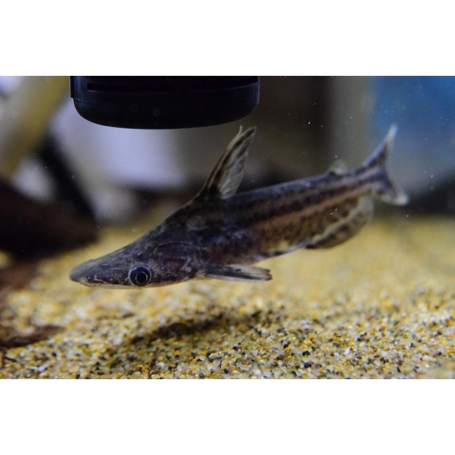 売約済 リーフドルフィンキャット リオ タパジョス ピメンタル 8 9cm Sacat501 World Rivers Net 通販 Yahoo ショッピング