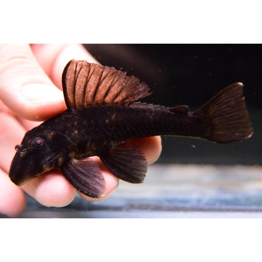 パナコルス・ココ　”スリナム　マロニーリバー”　9-10cm