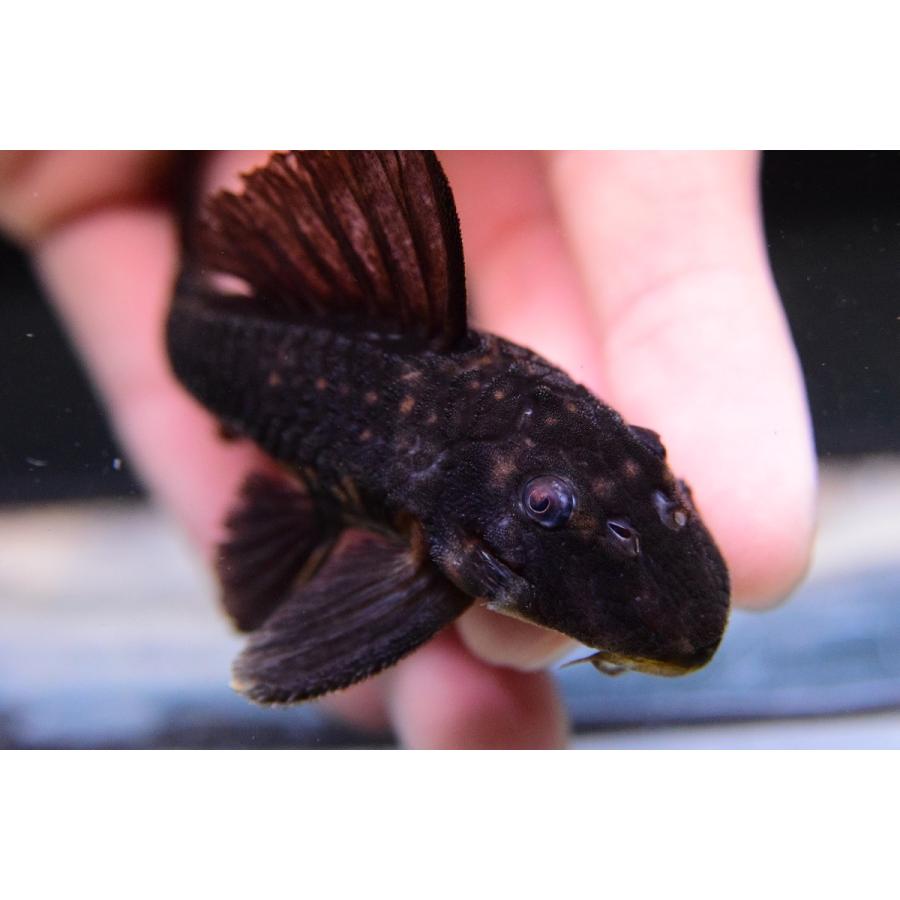 パナコルス・ココ　”スリナム　マロニーリバー”　9-10cm 