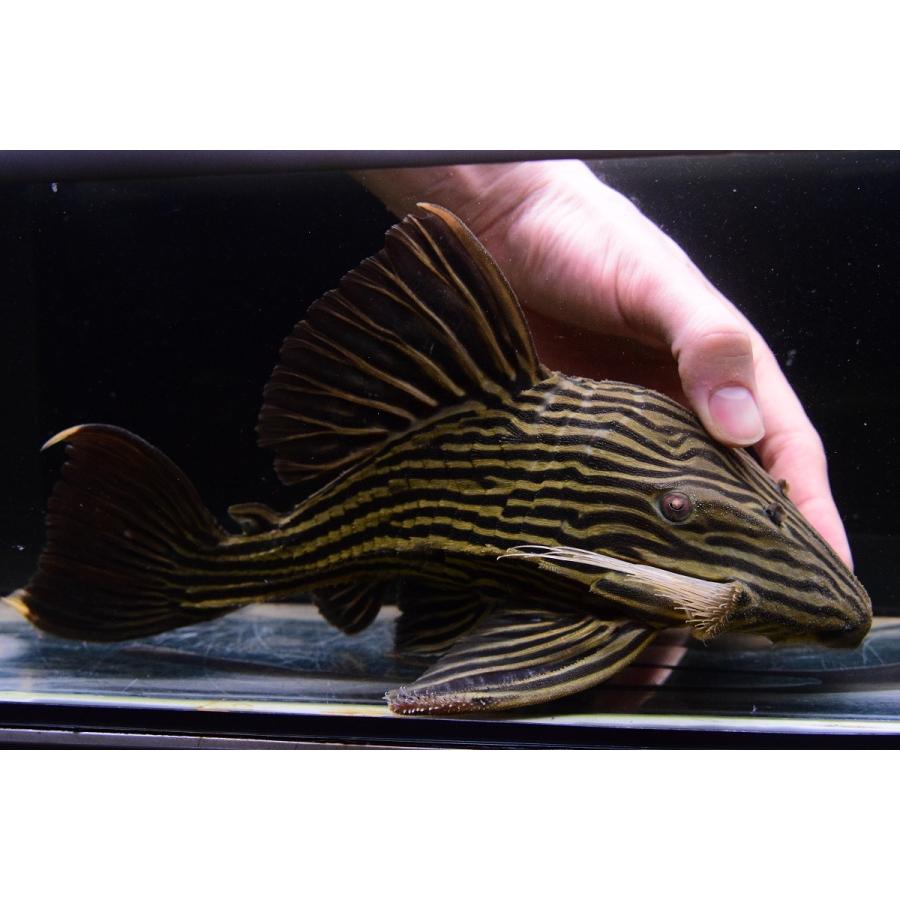 ゴールデンロイヤルプレコ アラグアイア 28 29cm Carrot Fr