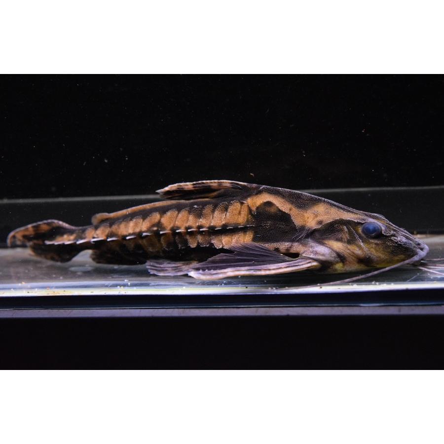 ホプロドラス　”リオ・トカンチンス”　25cm