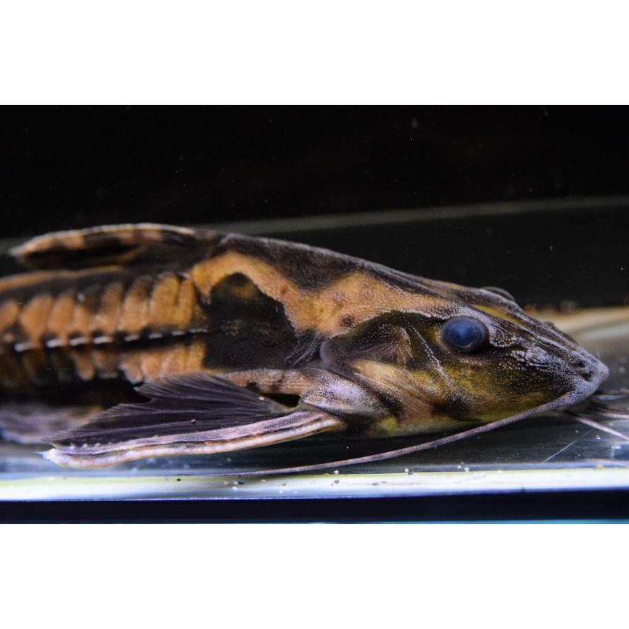 ホプロドラス　”リオ・トカンチンス”　25cm 