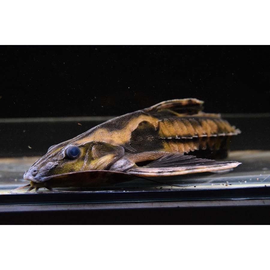 ホプロドラス　”リオ・トカンチンス”　25cm 