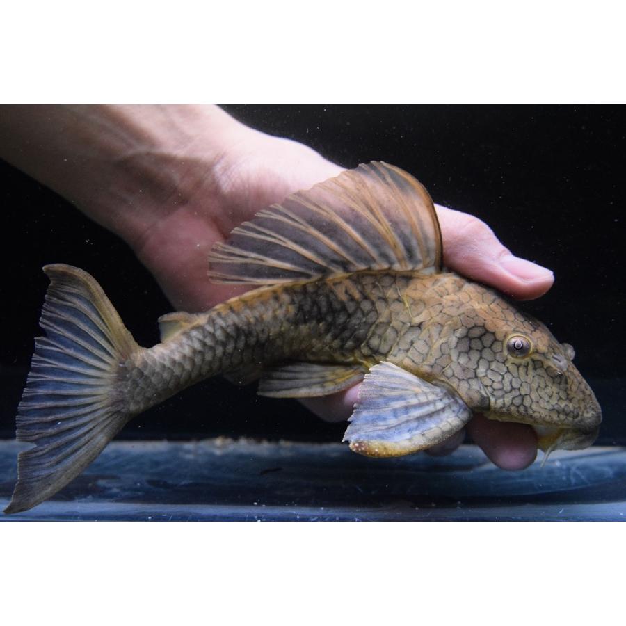 スネークスキンプレコ リオ トカンチンス 22 23cm Sacat538 World Rivers Net 通販 Yahoo ショッピング