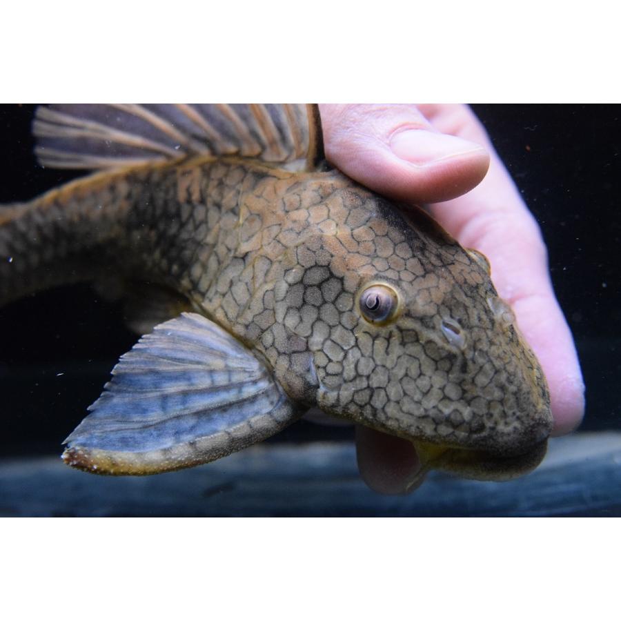 スネークスキンプレコ リオ トカンチンス 22 23cm Sacat538 World Rivers Net 通販 Yahoo ショッピング