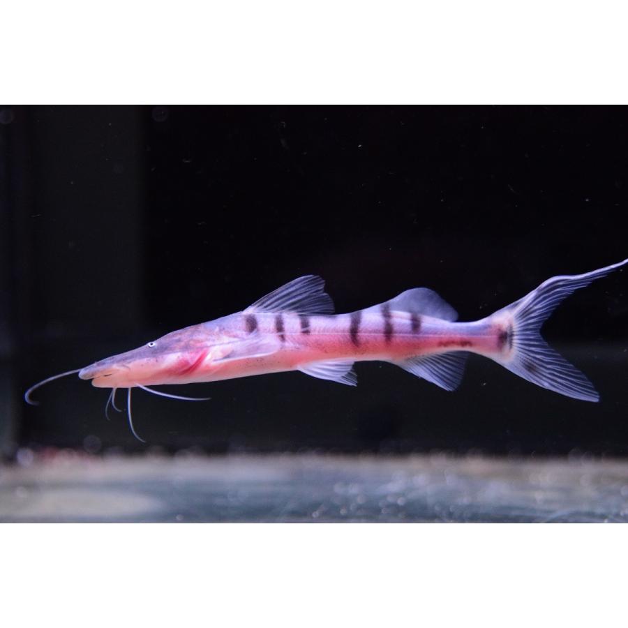 ゼブラキャット　”リオ・マディラ”　10cm