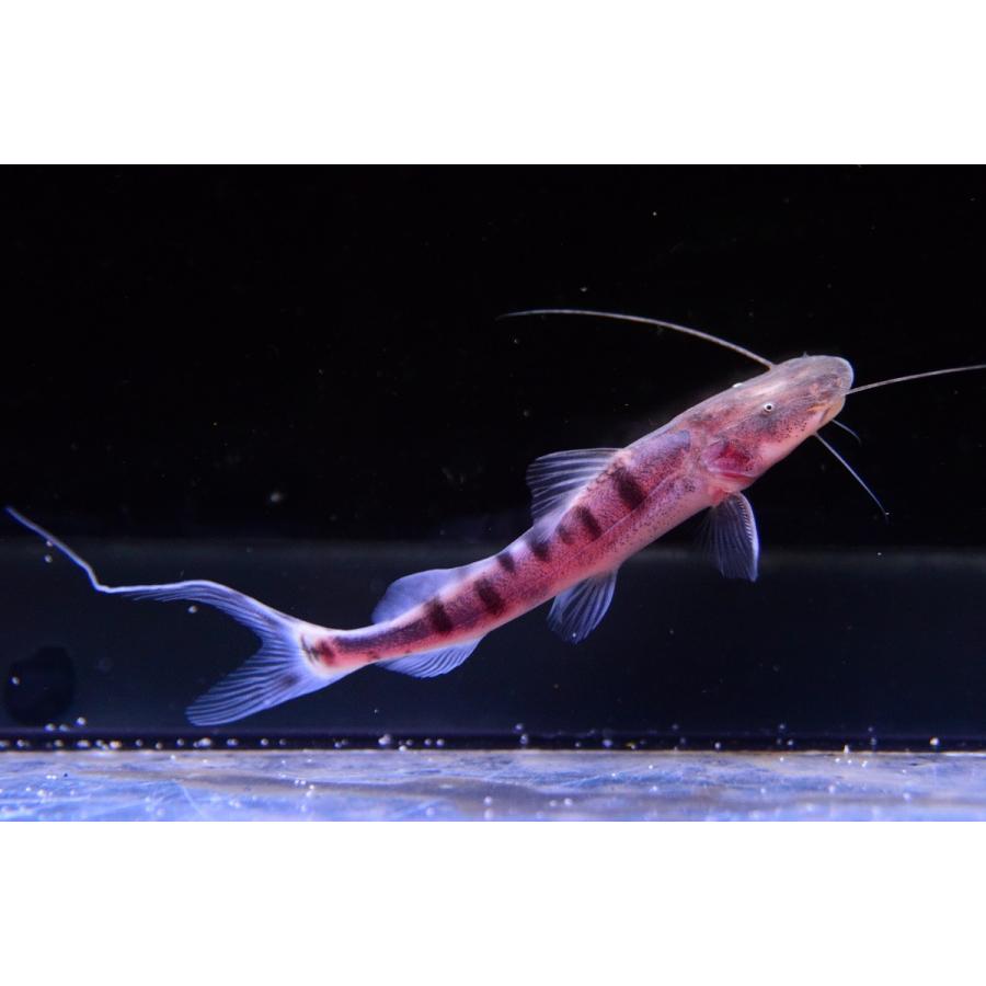 ゼブラキャット　”リオ・マディラ”　10cm 