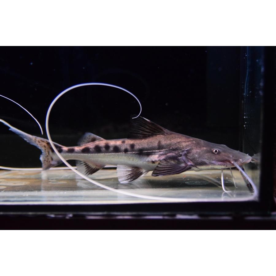 ピライーバ ブラジル ベレン 18cm程 人気商品は