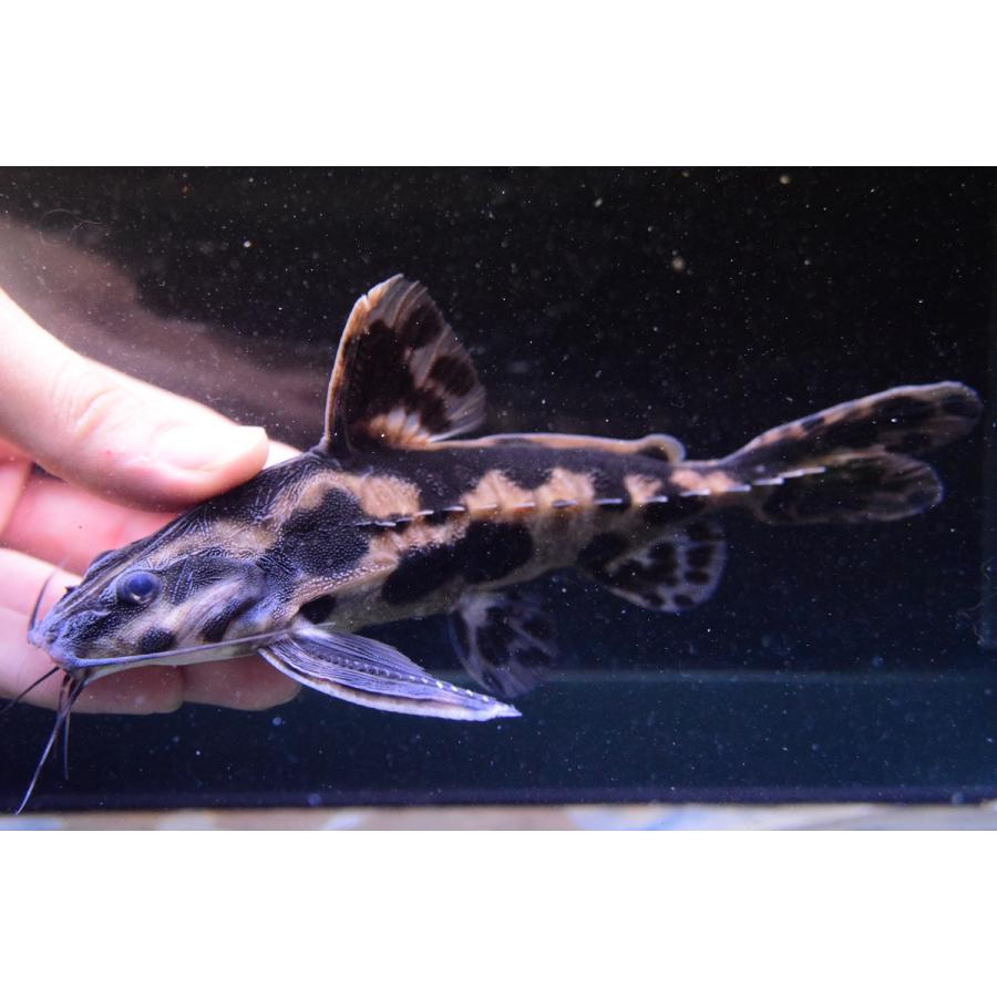 メガロドラス(ホプロドラス)　”リオ・パラナイーバ”　18cm