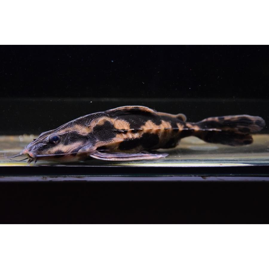 メガロドラス(ホプロドラス)　”リオ・パラナイーバ”　18cm 