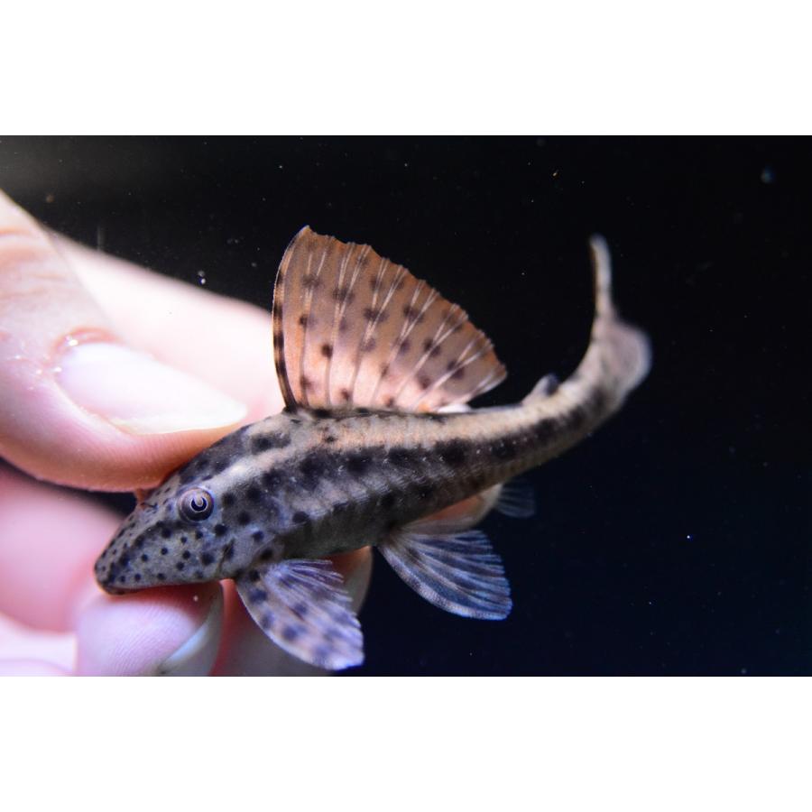 オンラインショップ 8cm パンタナール カショエラプレコ プレコ 観賞魚生体 Oceansidebeachcabin Com