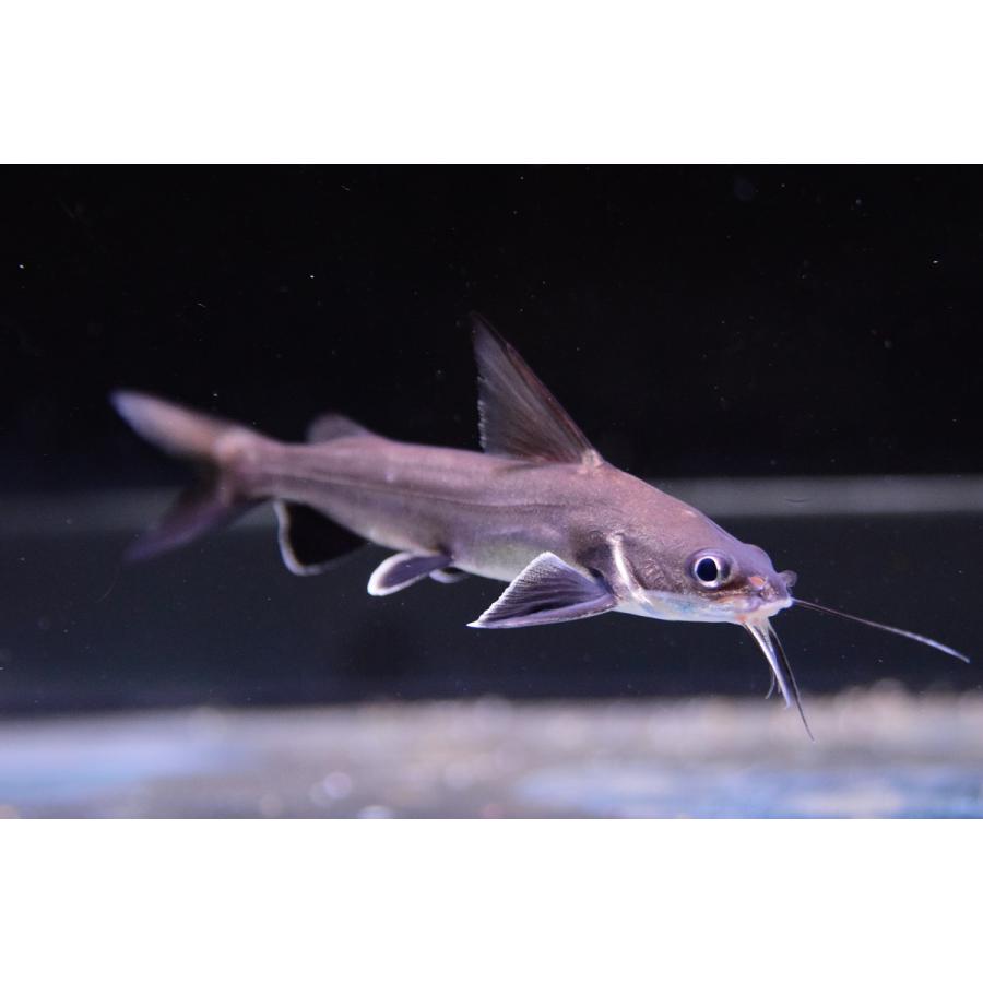 南米シャークキャット コロンビア パナマ沿岸 8cm Sacat648 World Rivers Net 通販 Yahoo ショッピング