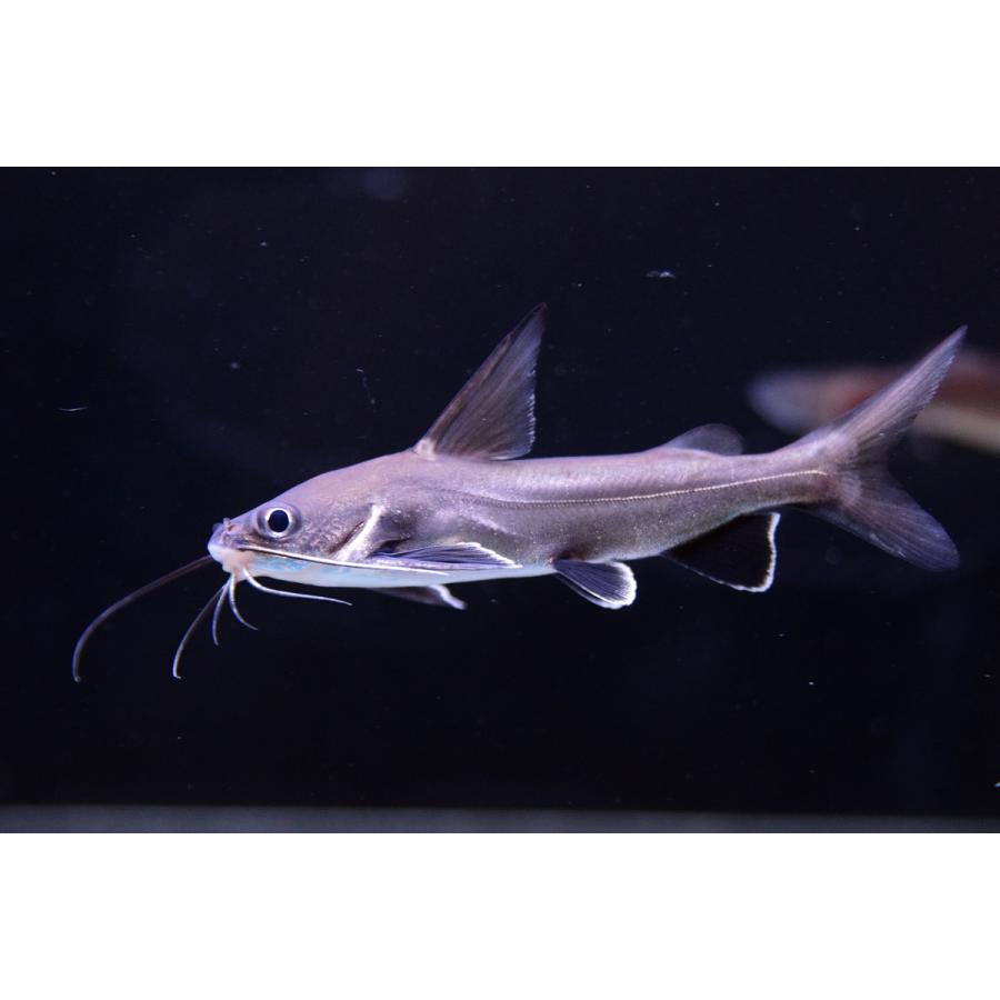 南米シャークキャット コロンビア パナマ沿岸 8cm Sacat648 World Rivers Net 通販 Yahoo ショッピング